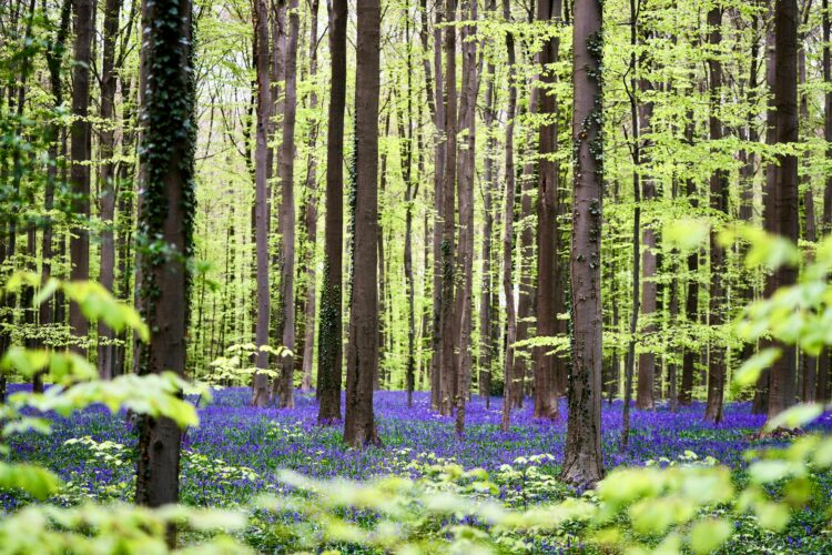 Bluebells and other spring flowers can be nature’s antidote to stressful times